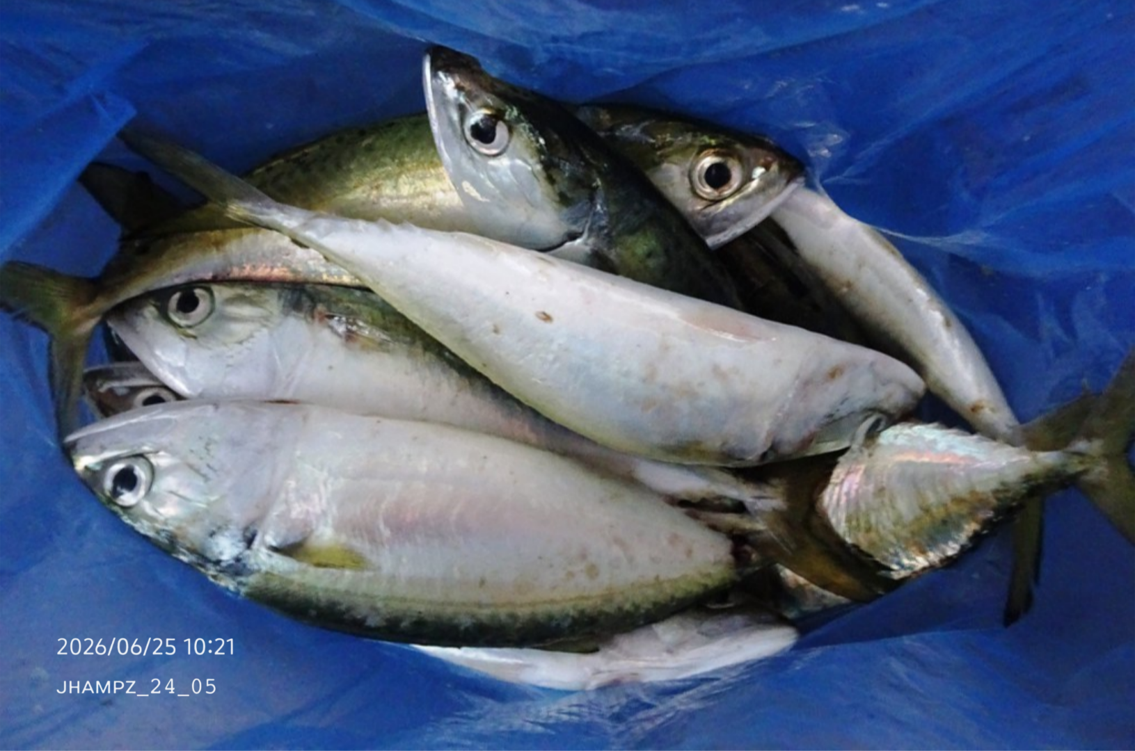Fish