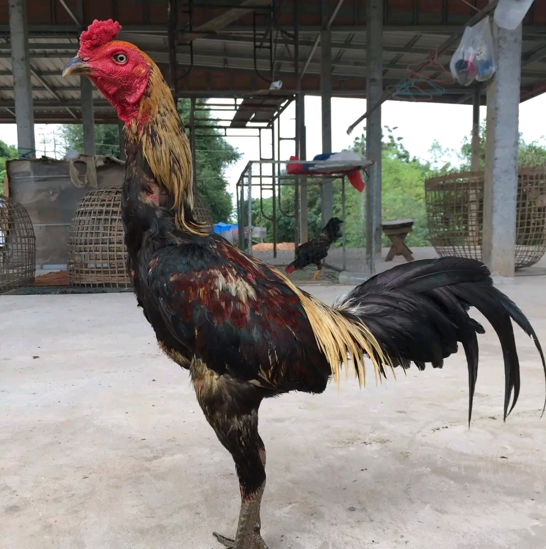 Cockfighting Warrior