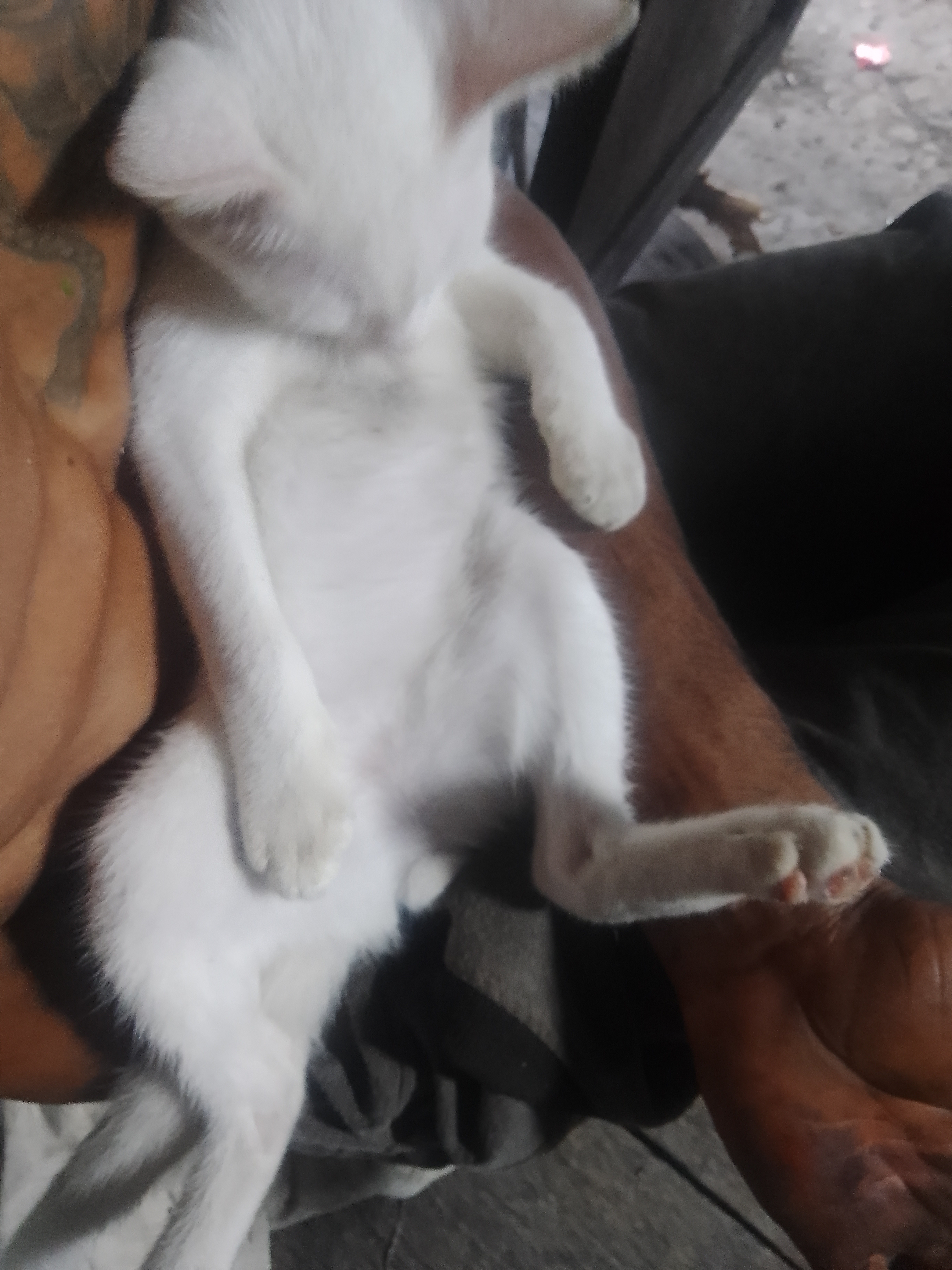 Take care of pets